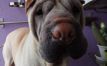 Clínica Veterinaria Canelia