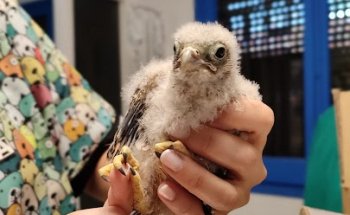 Veterinaris Barri de Mar