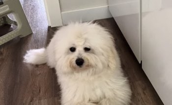 Clínica Veterinària Puig i Pons