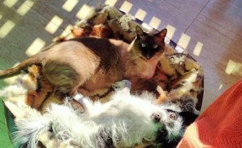 Vila-real veterinaria