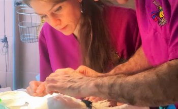 Medivet Los Sauces 24 hrs