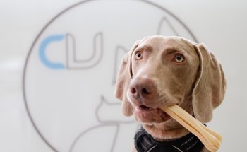 CLINICA VETERINARIA CANESVAL