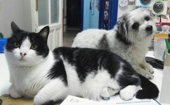 Clínica Veterinaria Selva