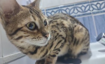 ALBECO POLICLINICO VETERINARIO