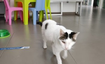 Clínica Veterinaria NATURA VETERINARIS