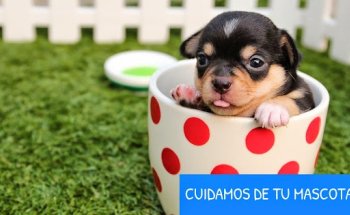 Centre Veterinari La Marjal