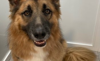 Clínica Veterinaria Ciudad Jardín