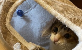 La tienda de los animales / Consultorio Veterinario