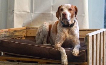 Clínica Veterinaria Robión