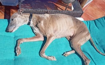 Centro Veterinario Canfeliquus