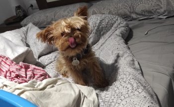 Hospital Veterinario Urvemace