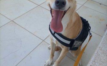 Centro Médico Veterinário De Alcanena