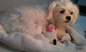 Clinica Veterinaria Santiago Martínez