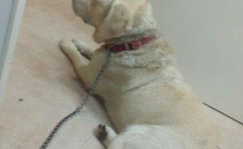 Vet Efa-Serviços Veterinários Sa