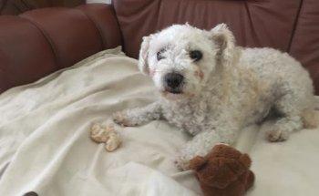 Clínica Veterinária Doutor Rui Arrabaça Martins Lda