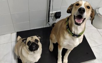 Clínica Veterinaria Alpedrete