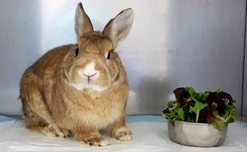 ANIMALES EXÓTICOS 24H Veterinarios especialistas