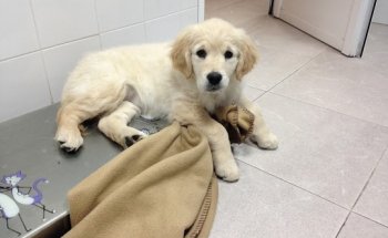 Clínica Veterinaria Huellas