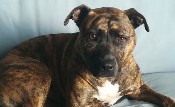 Consultorio Veterinario Trullàs