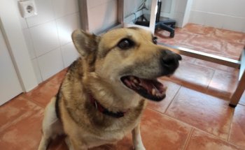 Aller Clinica Veterinaria