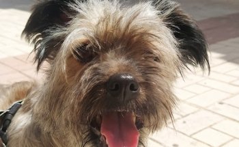 Clínica Veterinaria Ferropet