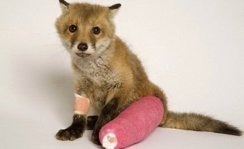 Clínica Veterinaria San Jerónimo