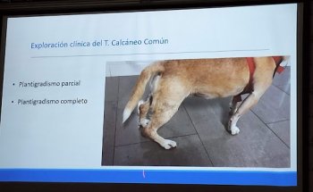 Colegio Oficial de Veterinarios