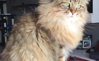 Clínica Veterinaria Olivar de Quintos