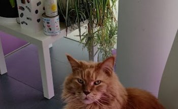 Clínica Veterinaria Alovera