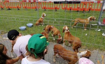 Clinica Veterinaria Autsiki