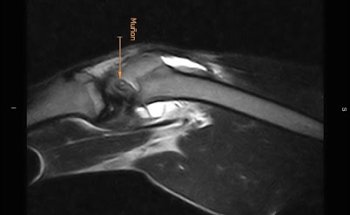 Instituto Médico Veterinario de Álava - IMVA