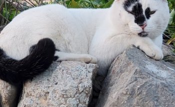 Servicio Veterinario Andratx