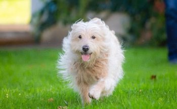 RESET Rehabilitación Veterinaria