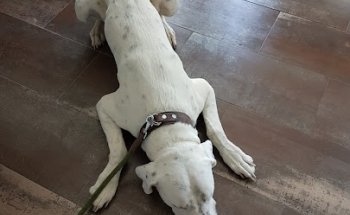 Clínica Veterinaria Valle De Ricote