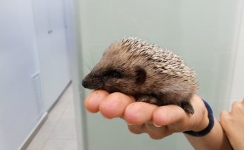Blau Veterinaris Arenys de Mar