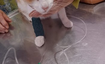 AMOEIRO VETERINARIOS SLNE