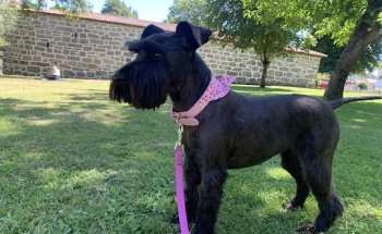 Clinica Veterinaria Mascoceda