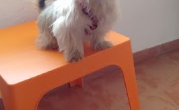 Clínica Veterinaria Iliberis