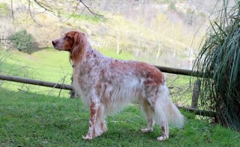 Nekotz Albaitaritza Klinika