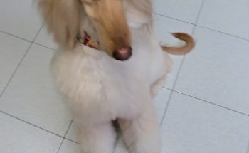 Clinica Veterinaria Ermua