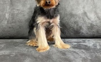 CLINICA VETERINARIA BIDEBIETA