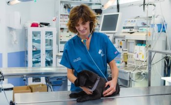 HOSPITAL VETERINARIO DONOSTIA