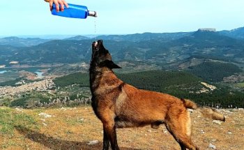 Clínica Veterinaria Baeza