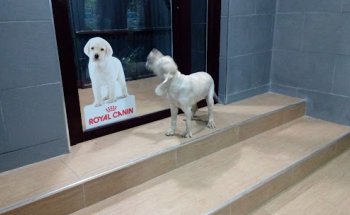 Clínica Veterinaria Renacimiento