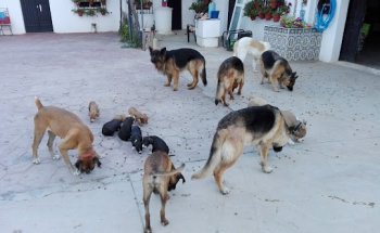 Clínica Veterinaria Can