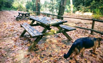 Consulta Veterinària Albèitar