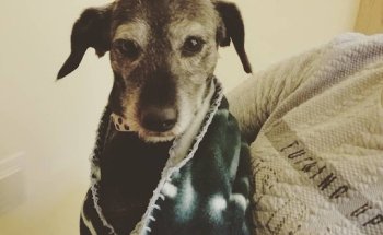 Clínica Veterinaria: Los Tendales