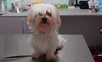 VetMiñor Clínica Veterinaria