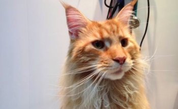 Clínica Veterinaria Surbatán. Expertos en Oncología