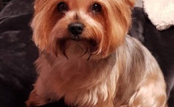 Asistencia Veterinaria Asís S.L.